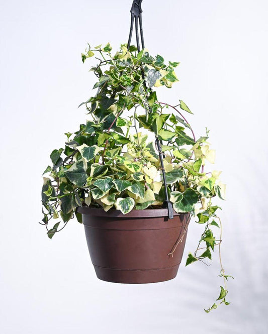 English Variegated With Hanging Pot