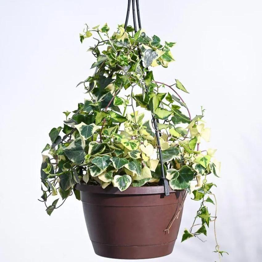 English Variegated With Hanging Pot