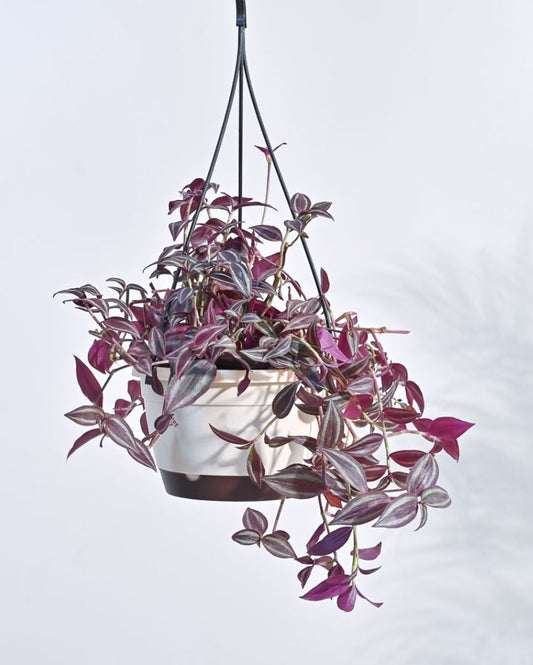 Wandering Jew With Hanging Pot