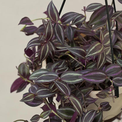 Wandering Jew With Hanging Pot Default Title