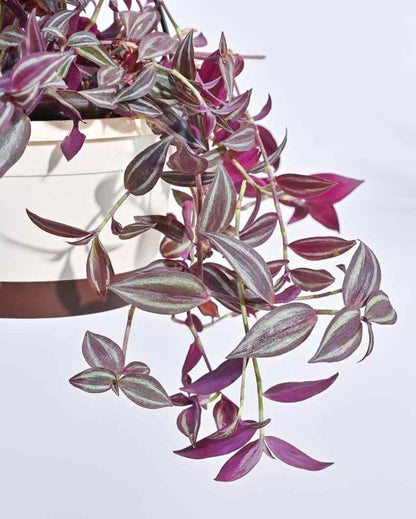 Wandering Jew With Hanging Pot
