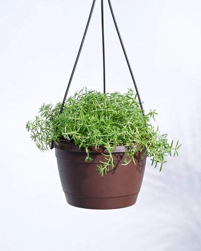 Sedum Golden With Hanging Pot