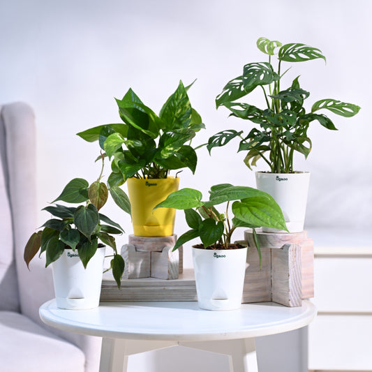 Combo of 4 Indoor Live Plants With Pot - Money Plant Variegated, Broken Heart Plant, Betel Leaf Plant & Philodendron Oxycardium Micans Plant