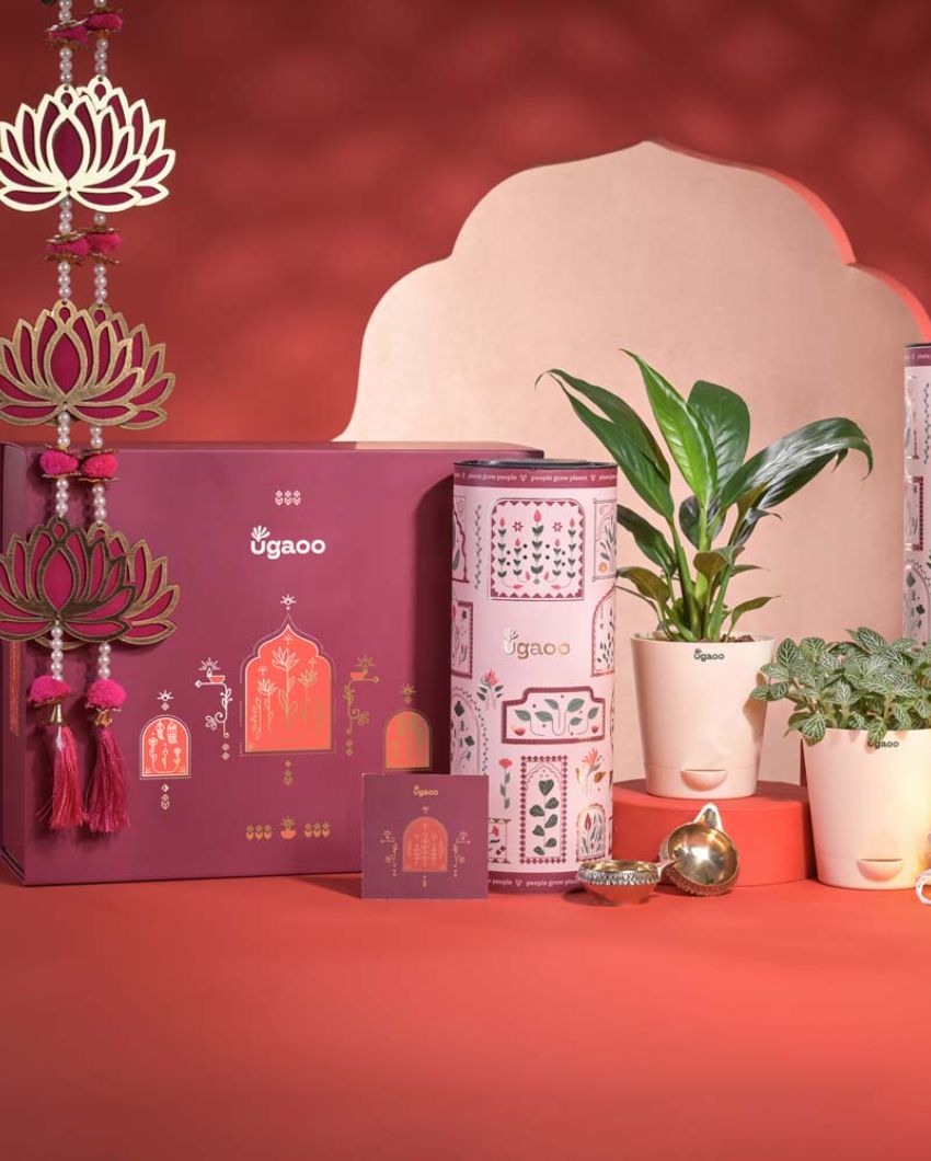 Abundance & Joy Diwali Gift Hamper