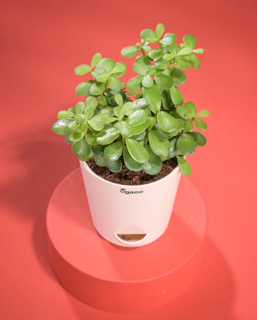 Stylish Jade Mini Plant With Pot | 8 x 17 inches