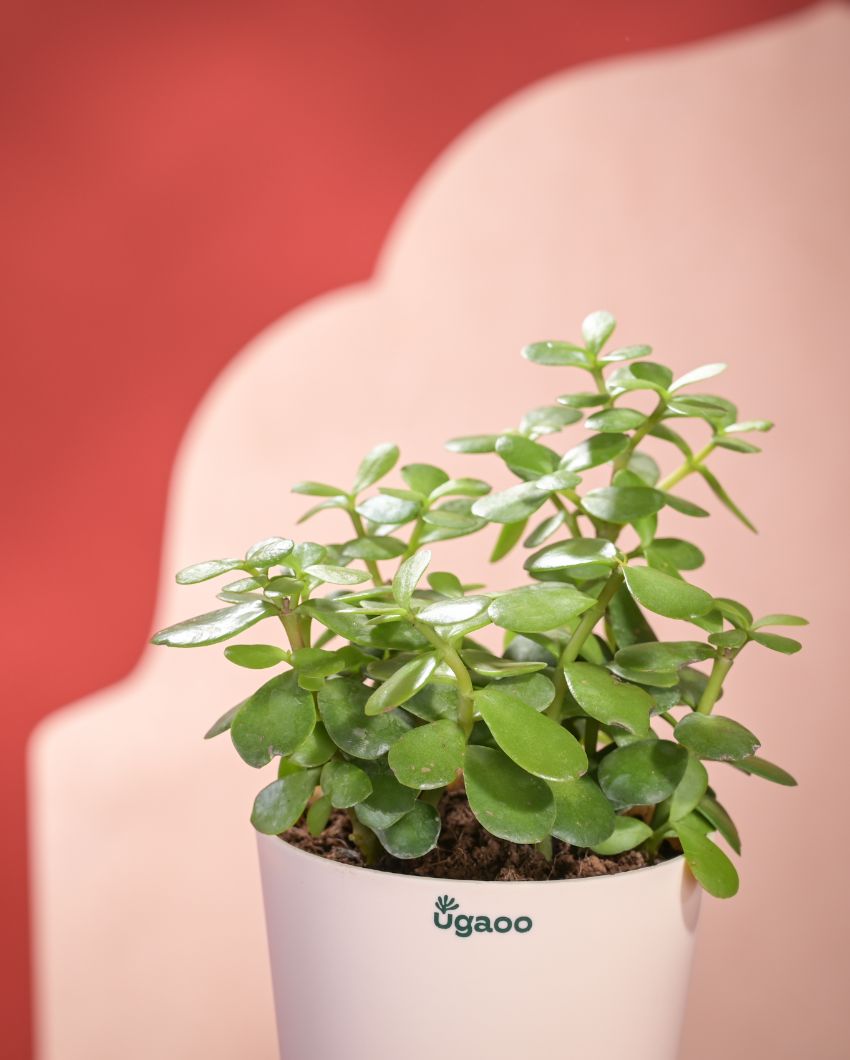 Stylish Jade Mini Plant With Pot | 8 x 17 inches