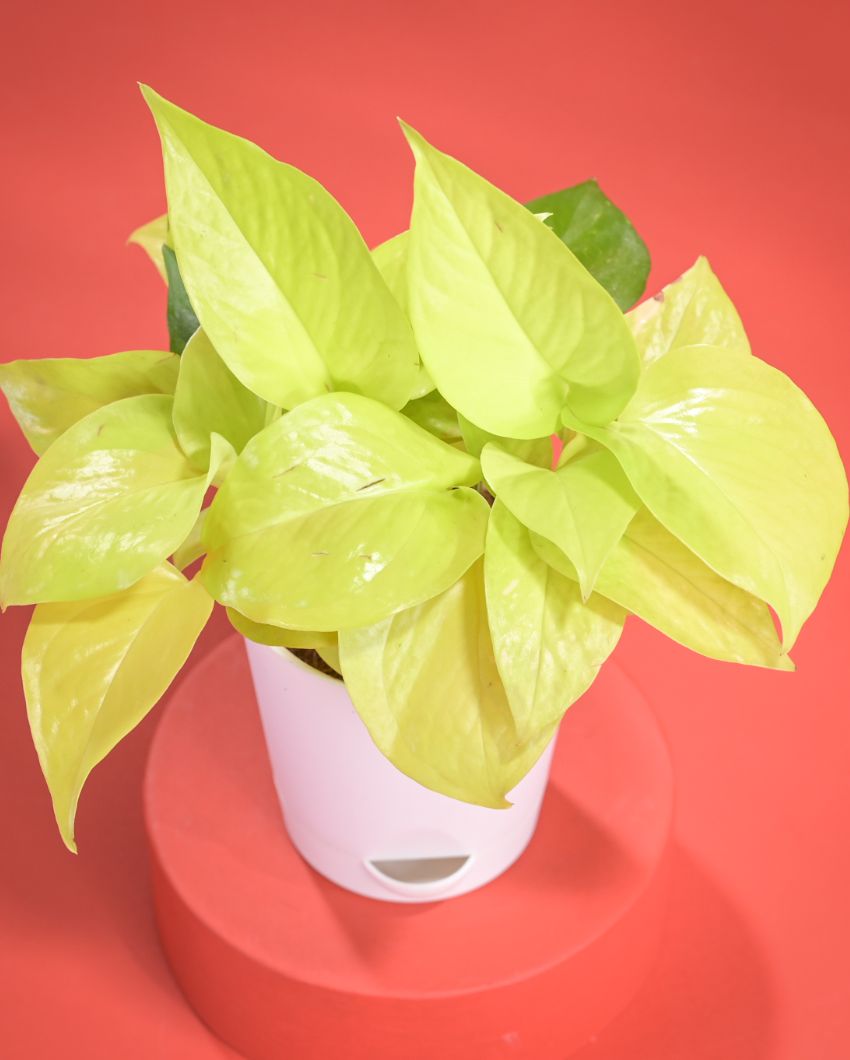 Golden Money Live Plant With Pot  | 8 x 17 inches