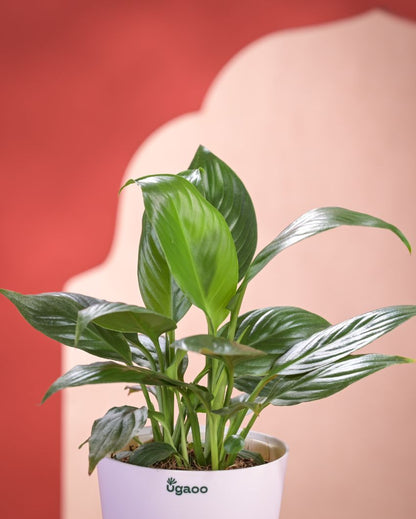 Peace Lily Live Plant With Pot  | 8 x 17 inches