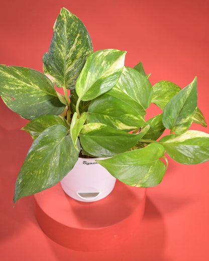 Money Plant Variegated Live Plant With Pot  | 8 x 17 inches