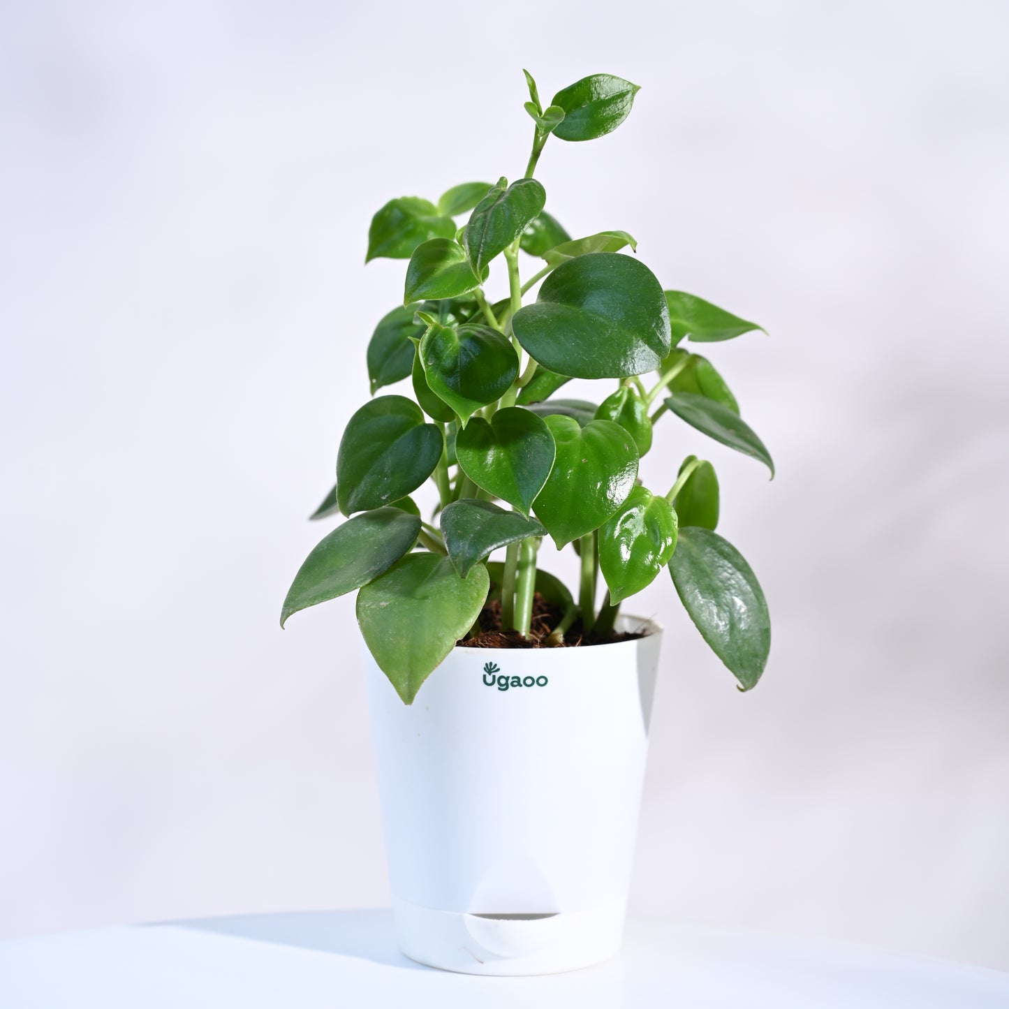 Combo of 4 Indoor Live Plants  With Pot - Money Plant Golden, Peperomia Green Creeper Plant, Satin Pothos Argyraeus Plant & Philodendron Oxycardium Green Plant