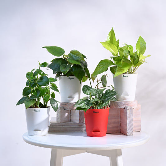 Combo of 4 Indoor Live Plants  With Pot - Money Plant Golden, Peperomia Green Creeper Plant, Satin Pothos Argyraeus Plant & Philodendron Oxycardium Green Plant