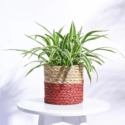 Medium Sabai Palm Leaf  Grass Multicolor Planter Default Title