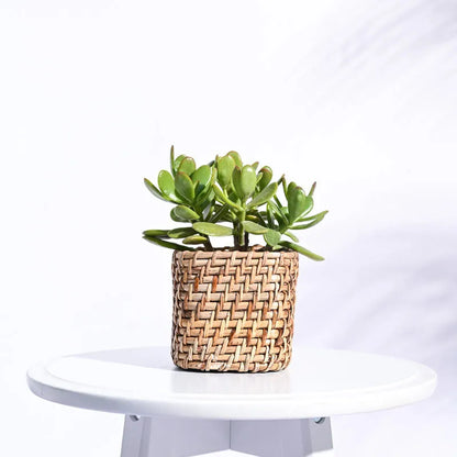 Square Cane Natural Planter 4 Inches