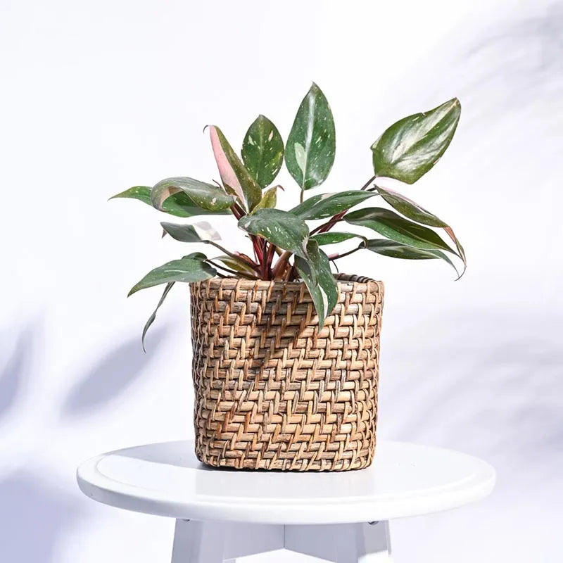 Square Cane Natural Planter 5 Inches