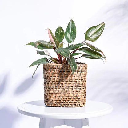 Square Cane Natural Planter 5 Inches