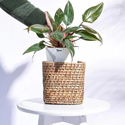 Square Cane Natural Planter 5 Inches