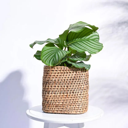 Square Cane Natural Planter 8 Inches