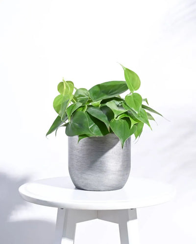 Ball Retro Silver Planter | Multiple Sizes