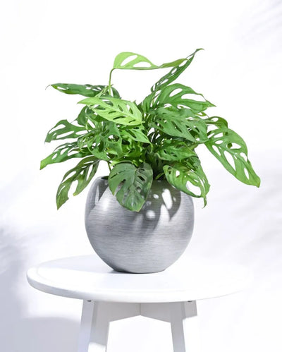 Vase Ball Retro Silver Planter | Multiple Sizes