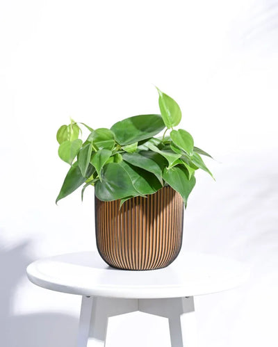 Black and Gold Ball Groove Planter | Multiple Sizes