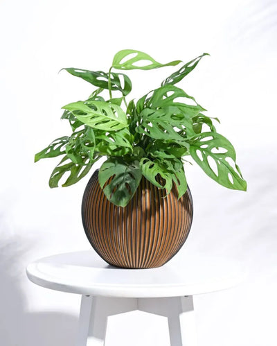 Vase Ball Groove Black Gold Planter | Multiple Sizes