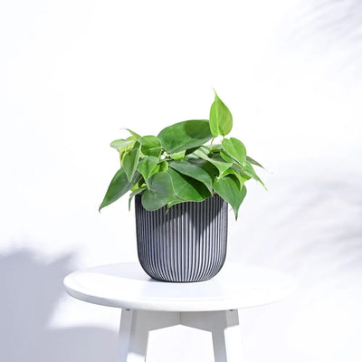 Ball Groove Planter  | Multiple Sizes