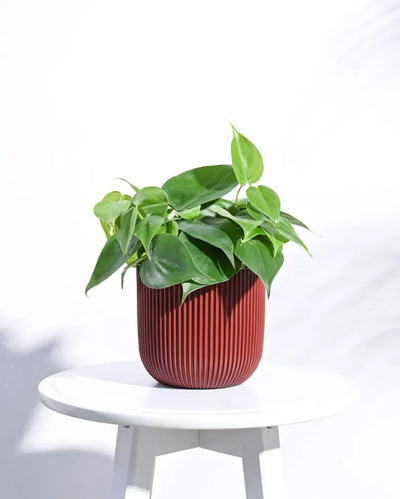 Ball Groove  Merlot Red Planter | Multiple Sizes