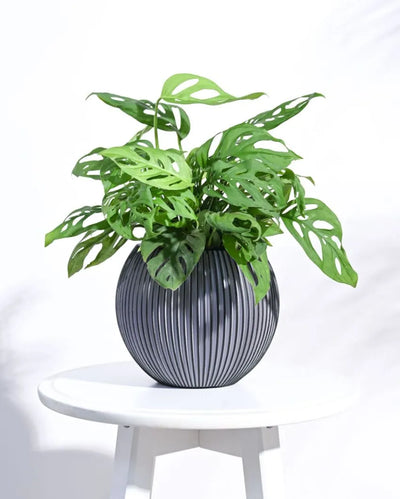 Black Vase Ball Groove Planter | Multiple Sizes