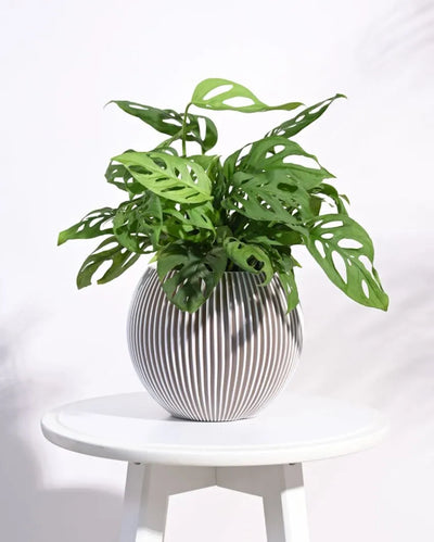 Vase Ivory Ball Groove Planter | Multiple Sizes