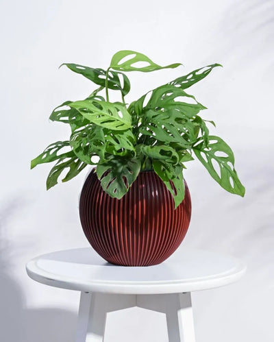 Red Vase Ball Groove Planter | Multiple Sizes