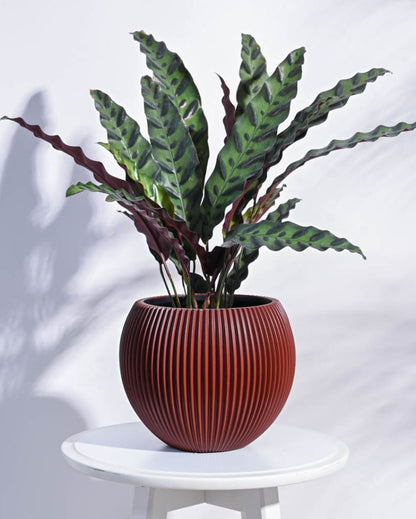 Red Vase Ball Groove Planter | Multiple Sizes