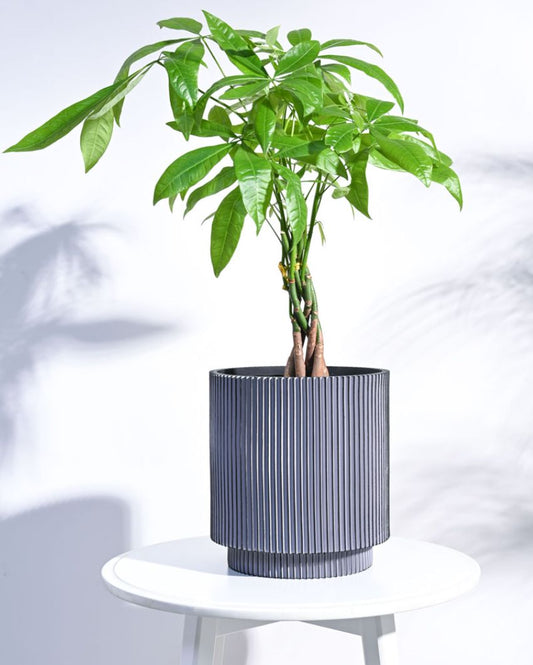 Cylinder Groove Planter | Multiple Colors