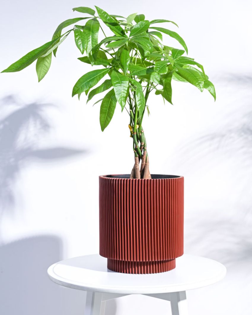 Cylinder Groove Planter | Multiple Colors