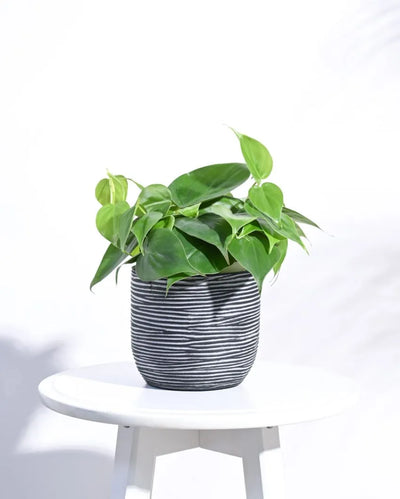 Ball Rib Black Planter | Multiple Sizes