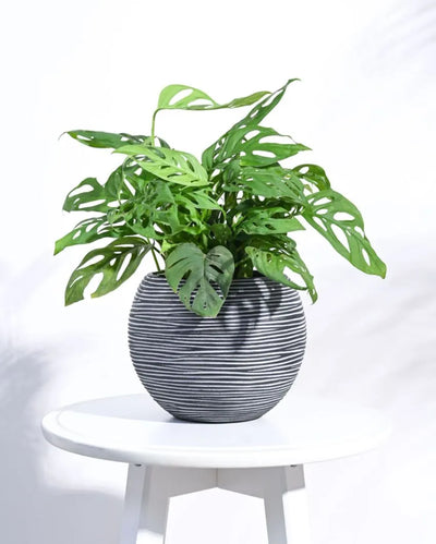 Vase Ball Rib Black Planter | Multiple Sizes