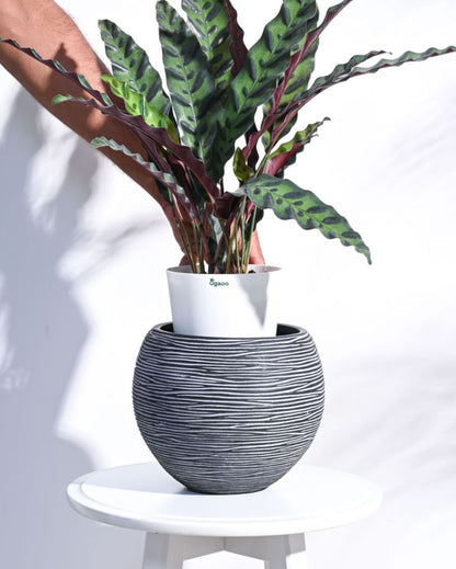 Vase Ball Rib Black Planter | Multiple Sizes