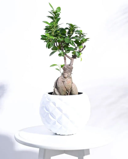 Heraldry Vase Ball Planter | Multiple Sizes