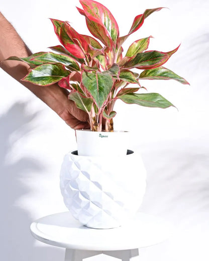 Heraldry Vase Ball Planter | Multiple Sizes