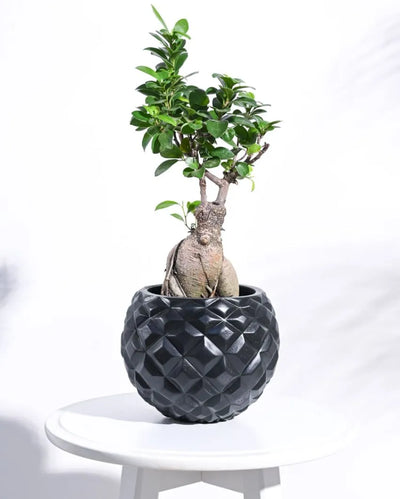 Heraldry Vase Black Planter | Multiple Sizes