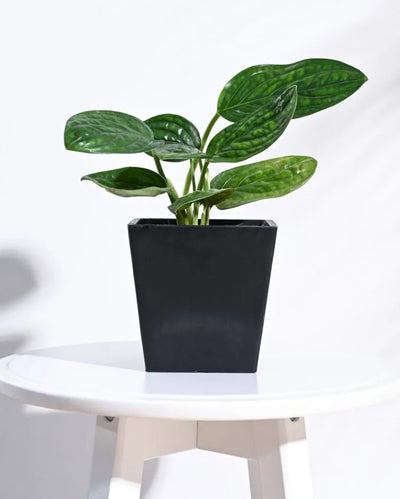 Classic Hague Planter for Home & Balcony Garden  | Multiple Colors