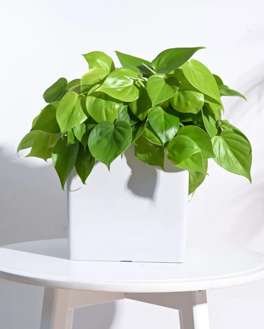 Modern Hague Planter for Home & Balcony Garden  | Multiple Colors