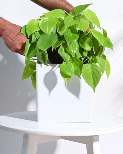 Modern Hague Planter for Home & Balcony Garden  | Multiple Colors