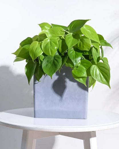 Modern Hague Planter for Home & Balcony Garden  | Multiple Colors