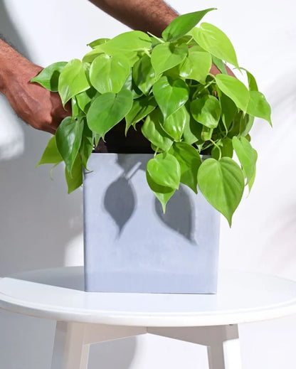 Modern Hague Planter for Home & Balcony Garden  | Multiple Colors