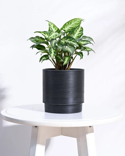 Oslo Planter for Home & Balcony Garden  | Multiple Options