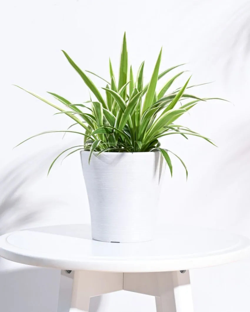 Tivoli Planter for Home & Balcony Garden | Multiple Options