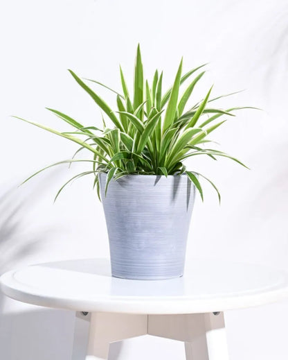 Tivoli Planter for Home & Balcony Garden | Multiple Options