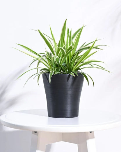 Tivoli Planter for Home & Balcony Garden | Multiple Options