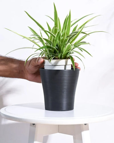 Tivoli Planter for Home & Balcony Garden | Multiple Options