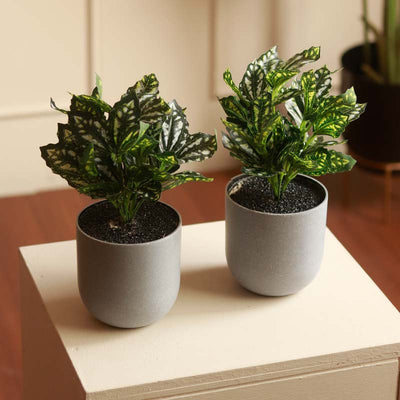 The Rex | Set of 3 Small Artificial Begonia in Grey Pots